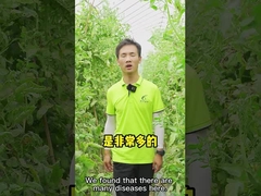 Bacilo Velezensis CY30 del fertilizante del crecimiento vegetal para el chile del tomate de Apple de la fresa