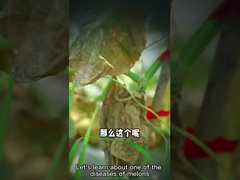 Bio-fungicida microbiano de los enissocaesilis de los Streptomyces del agente para matar a parásitos subterráneos