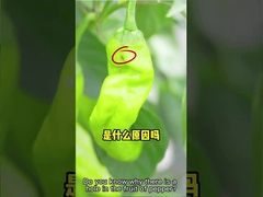 Insecticida eficaz HaNPV + bacilo Thuringiensis del Whitefly del algodón del parásito de la granja