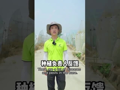 Los insecticidas biológicos vegetales del pesticida del verde orgánico vegetal de SeNPV cultivan un huerto asesino del insecto