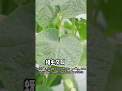 Los áfidos son eficaces contra los pesticidas no tóxicos del origen de planta