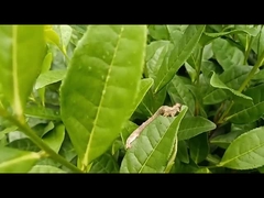 Plagas geométricas del té pesticida agrícola eficaz EoNPV.Bt