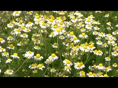 Insecticida natural 1,5% del asesino del parásito del hogar de la piretrina del extracto para la hormiga de la pulga de la mosca del mosquito de la cucaracha