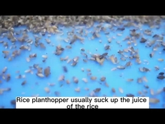 Los 30% Thiamethoxam matan a todo el áfido para el SC agrícola del pesticida de la casa verde