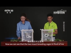 Comparación de los pesticidas virales y los pesticidas químicos en la matanza de la remolacha usada por el ejército