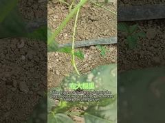 Insecticida orgánico SeNPV remolacha larvas de gusano del ejército comen una variedad de plantas brócoli repollo