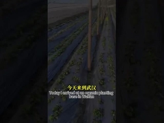 Actividad antifúngica de amplio espectro Agente microbiano CY30 Promueve el crecimiento de los cultivos Cura la pudrición de las raíces