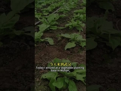 Insecticida biológico de alta eficacia, virus de insectos SeNPV y Bacillus Thuringiensis