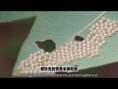 Biopesticida muy famoso Biopesticida es HaNPV.Bt para la lombriz para uso agrícola