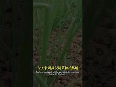 La combinación de esporas de bacilo y baculovirus puede controlar mejor la plaga de lepidópteros