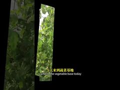 El control de la mosca blanca en cultivos crucíferos, maíz, etc. mediante métodos de control biológico