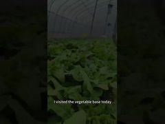 La lechuga y muchos otros tipos de vegetales padecen la enfermedad del mildiú, y los métodos biológicos