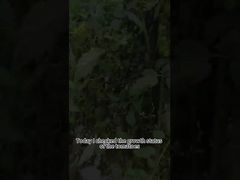 Plaguicida biológico del tizón tardío del tomate Control biológico del tizón tardío de las plantas