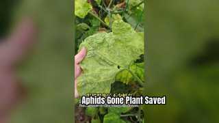 Aerosol foliar para el control de pulgones de piretrinas para plantas que dañan las hojas de vegetales Matanza de pulgones