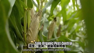 Control orgánico de plagas para cultivos sanos