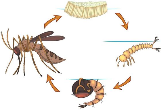 1200ITU/mg Mosquito Larva Wigglers Killer Insecticide Culex Aedes Anopheles Blackfly Larval