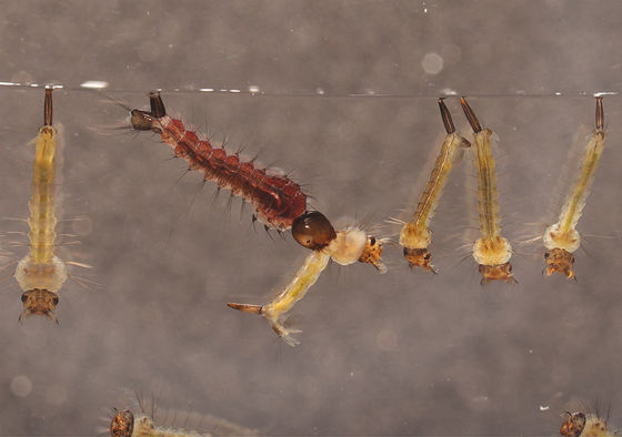 BTi Effective Mosquito Larvae Killer Trap Wriggler Poison Powerful Pesticide