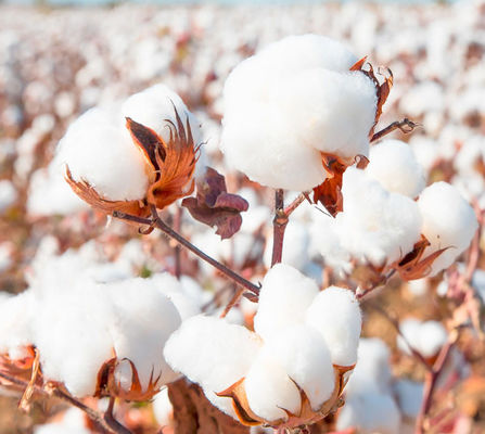 10 million PIB/mL HaNPV 2000IU/mL Bt HaNPV Kill Tobacco Chilli Pests Peru Cotton Professional Insecticide