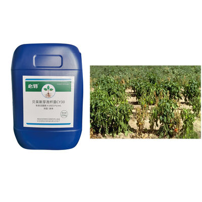 Suitable for tea tree field crop vegetable fruit tree melon Bacillus Velezensis improve fertilizer efficiency CY30