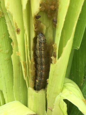 Active Ingredient Pest Virus And Bt Maize Crop Pesticides for Long Shelf Life and Compatible With Other Pesticides