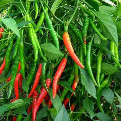 HaNPV Bt Biological Pesticide for Cotton Crops - 10 Million PIB/mL HaNPV+2000IU/mL Bt, Eco-friendly, Targets Cotton Bollworm and Tobacco Budworm