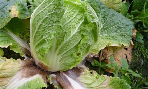 Agricultural Antibiotic Bactericide Control Disease of Citrus Rice Chinese Cabbage Potato Melon  