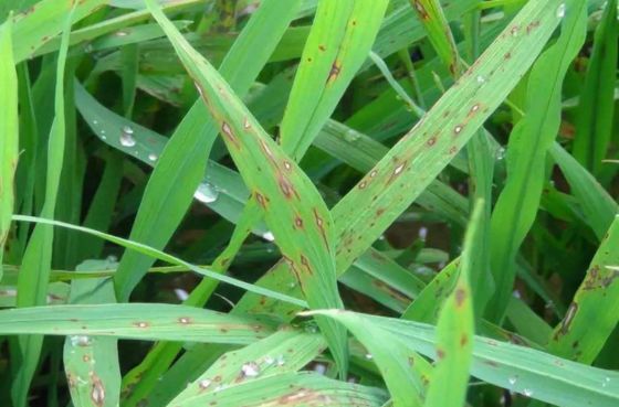 Quick Effect Agrochemical fungicide 6% Kasugamycin rice paddy crop disease 