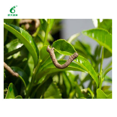 Fast-acting agent pesticide EoNPV Bt SC control population base of tea geometrid