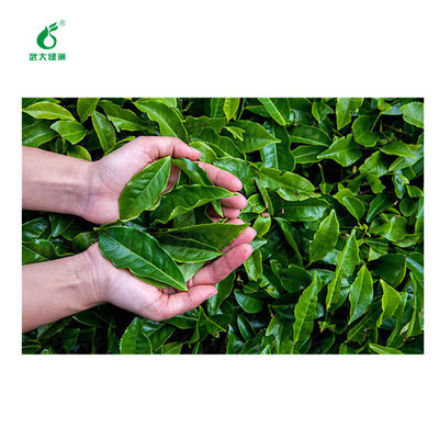 Fast-acting agent pesticide EoNPV Bt SC control population base of tea geometrid