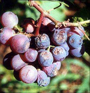 Improve Yield Quality Fungicide Prevent Chlorosis Stiff Seedlings 300 Times Irrigation Rootor Leaf Spray cy30