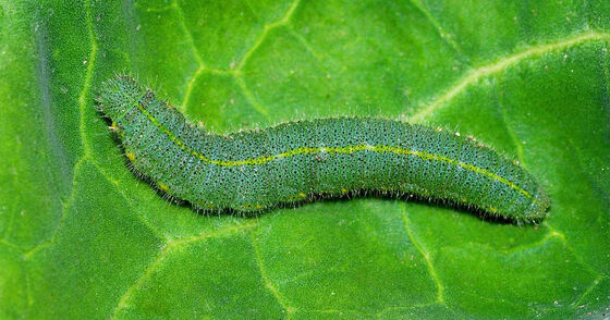 Biodegradable Natural Vegetable Insecticides with Active Content Sc 10 Million PIB mg PrGV 0.2 Bt Supporting Sea Land Air Shipping Pest Control