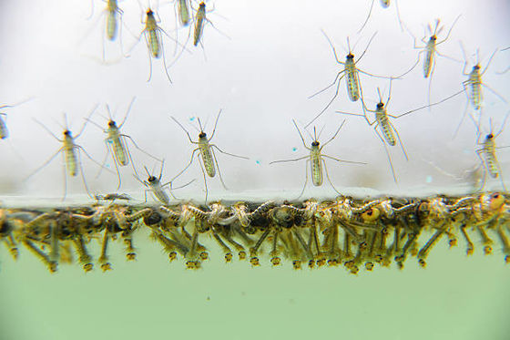 Microbial Agent Mosquito Larvae Killing High Efficient Insecticide Safe to Human Animals BTi