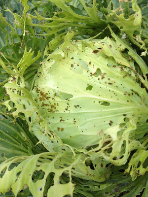 Bio pesticide company cabbage worm pest control organic