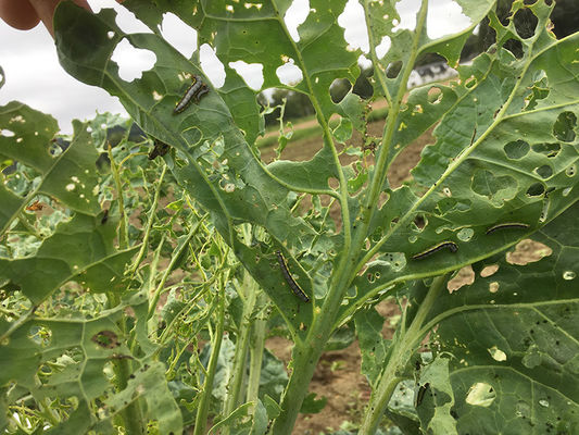 Biological Insecticide SeNPV Bt for vegetable natural farming capsicum clean fruit surface  