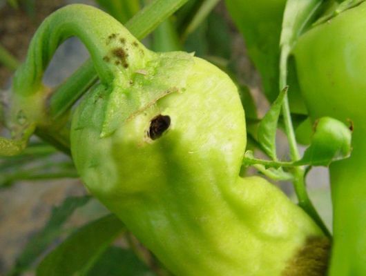 Environmentally friendly pesticides HaNPV for cotton crops nematode agricultural insecticide 