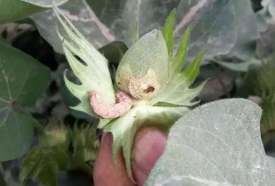 Good Quality Cotton Plant Protection Insect Viral Pesticide HaNPV Bt SC Cotton Bollworm Killer 