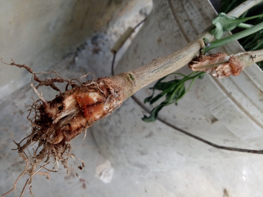 CY30 Prevent Tea Grey Blight Watermelon Yellowing Stiff Seedling Microbial Bactericide Good Growth