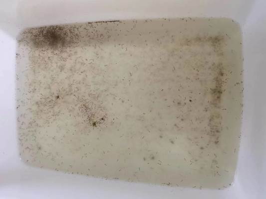 Effective Insecticide 1200ITU/mg Bacillus Thuringiensis Kill Wriggler of Culex Aedes Anopheles Bti